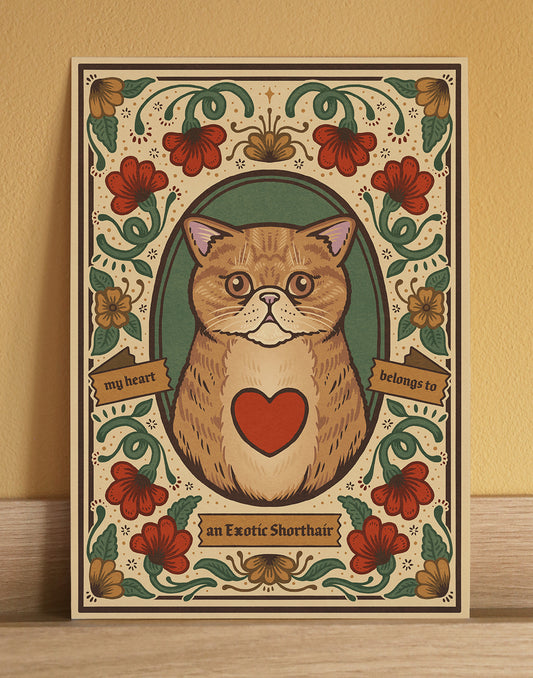 Exotic Shorthair Cat Art Print